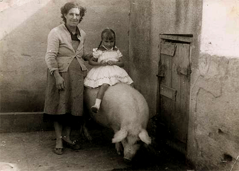 El cerdo era la esperanza y la alegra en las familias